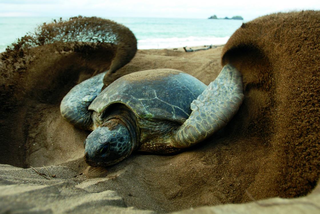 image Environnement / A quand l’application de la loi sur le système national des aires protégées des Comores ?